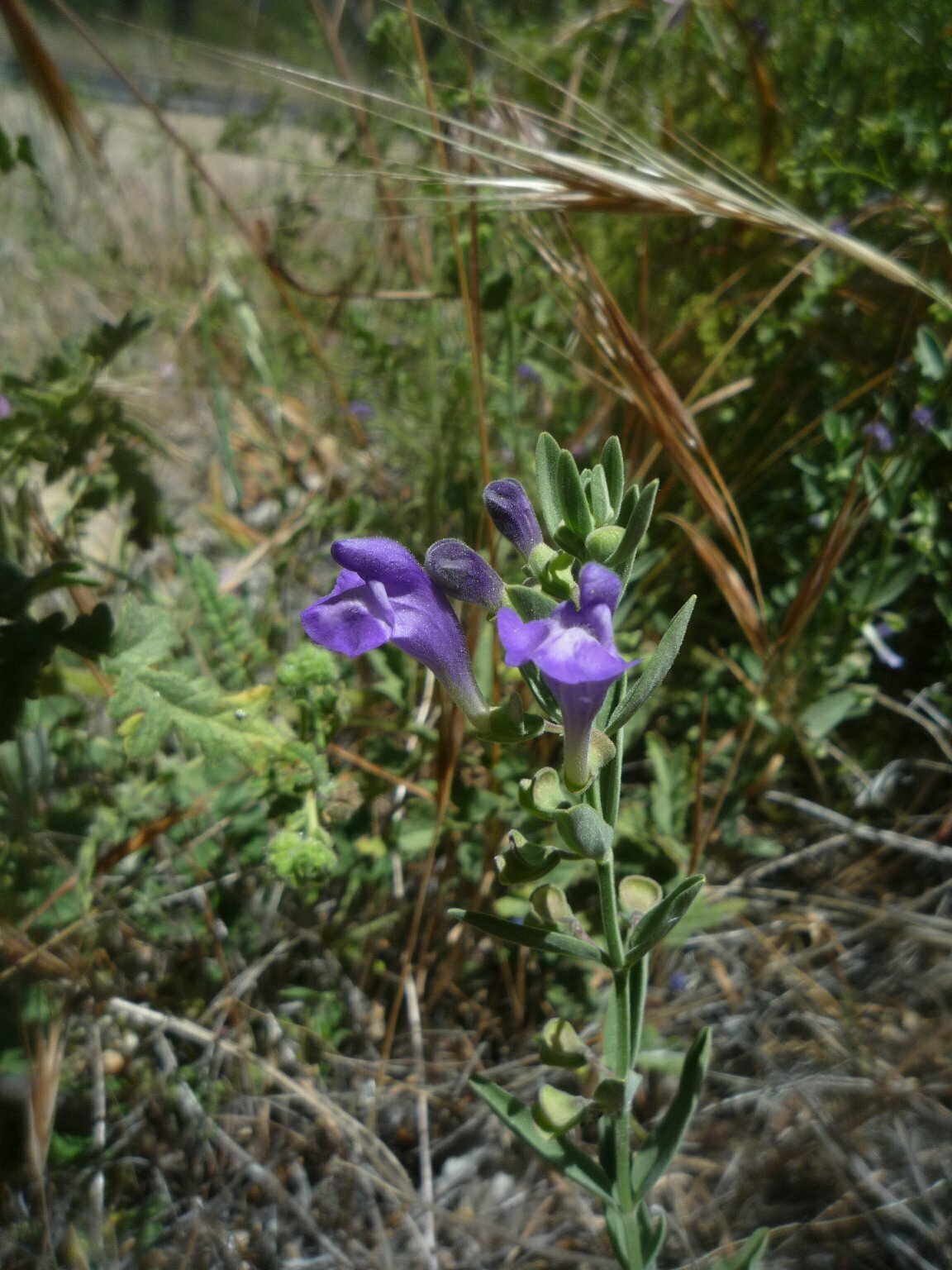 High Resolution Scutellaria siphocampyloides Plant